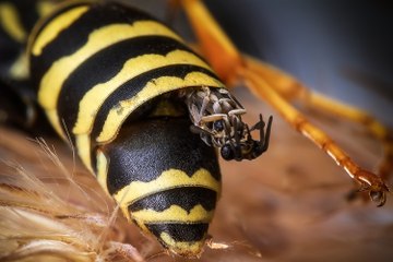 PARASITE de guêpe
