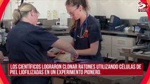 La clonación podría salvar a animales en peligro de extinción