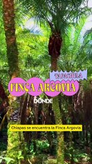 Argovia Finca Resort:  hotel boutique en la selva chiapaneca