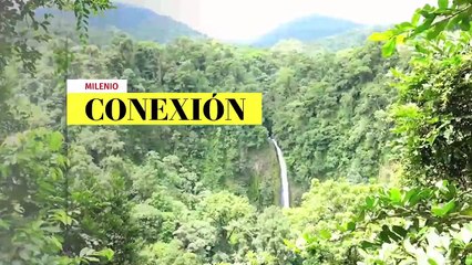 Peces del Mar Caribe | Conexión Milenio