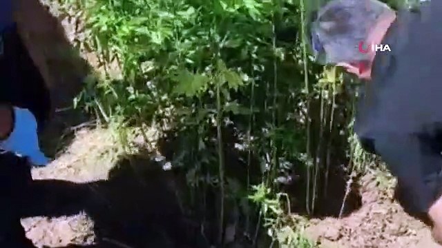 Opération des stupéfiants aux vendeurs de rue： 25 détentions