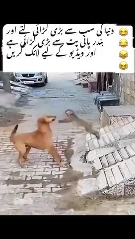 Dog & Monkey Funny Fight