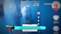 Kemunculan Oarfish Merupakan Tanda Bencana | NEWS OR HOAX