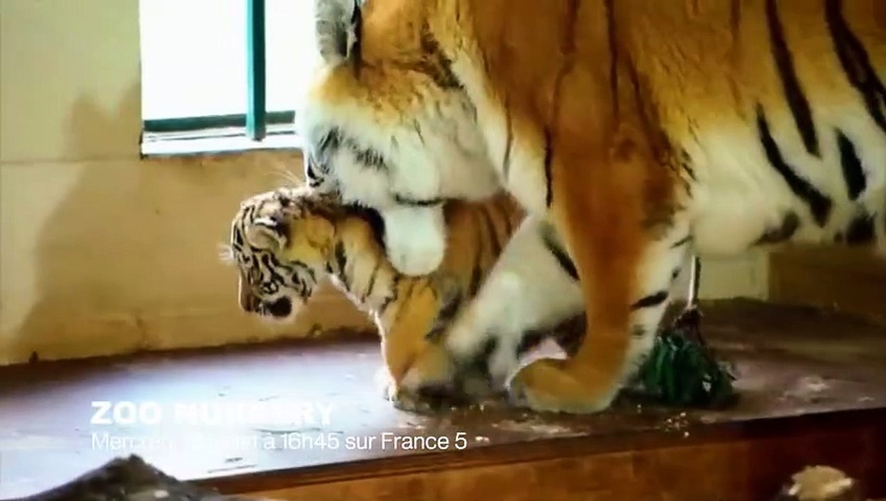 Des abeilles plus fortes qu'un éléphant ! - ZAPPING SAUVAGE 5