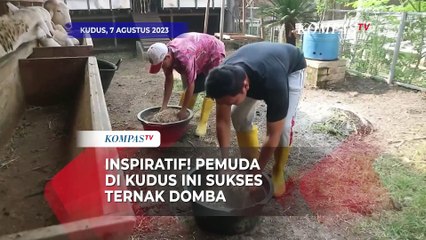 Download Video: Inspiratif! Pemuda di Kudus Ini Sukses Usaha Ternak Domba