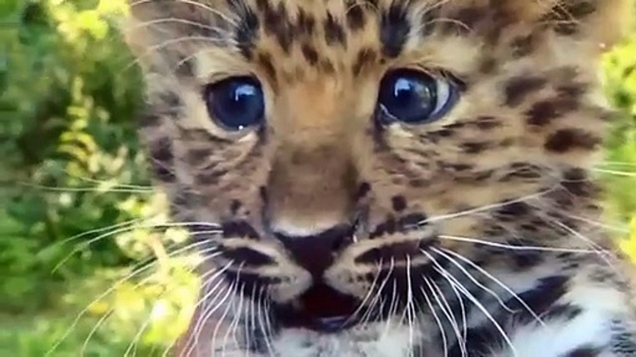 Naissances de bébés animaux mignons - ZAPPING SAUVAGE