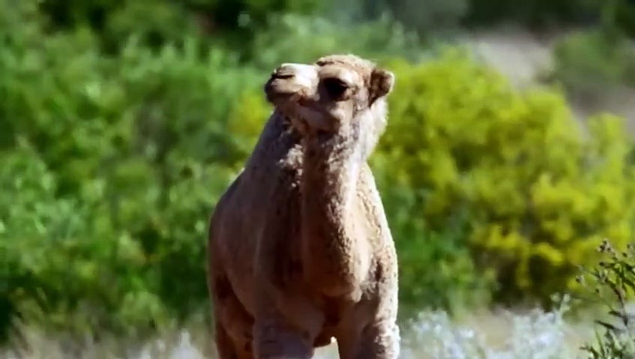 Magnifiques animaux Maroc Algérie Tunisie - ZAPPING SAUVAGE