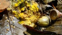 WTF  l'hypnotisant time-lapse de champignon - ZAPPING SAUVAGE