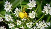 Les fourmis ont inventé l'agriculture - ZAPPING SAUVAGE 8