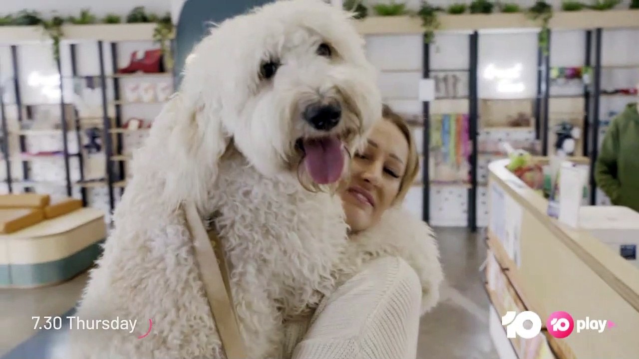 Kiama Cavoodle stars on Dog's Behaving Badly | August 2023 | Illawarra Mercury