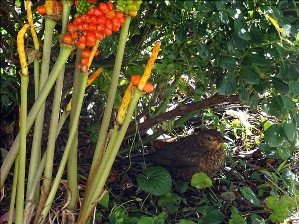Oiseaux - Musique : Step à Ti-Phonse (reel traditionnel québécois) - Eric : guitares, mandolines.