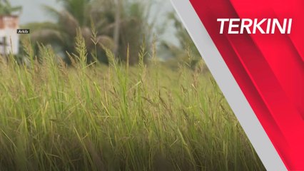 [TERKINI] Kadar subsidi harga padi naik kepada RM500 per tan metrik mulai esok
