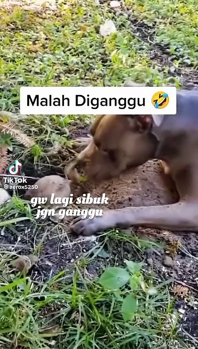 FUNNY VIDEO TERBAIK