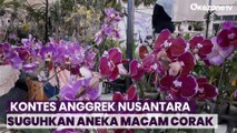 Kemeriahan Kontes Bunga Anggrek Nusantara dengan Ragam Pesona dari Seluruh Indonesia