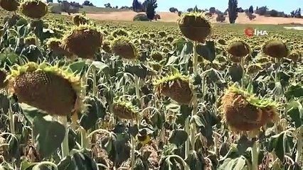 Çanakkale'de aşırı sıcakların ayçiçeğinde rekolteyi yüzde 60 düşürmesi bekleniyor