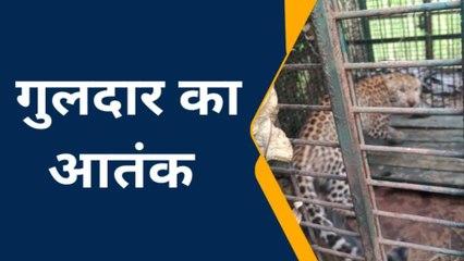 बिजनौर : वन विभाग को हाथ लगी बड़ी सफलता, पिंजरे में कैद हुआ मौत का पर्याय बना गुलदार