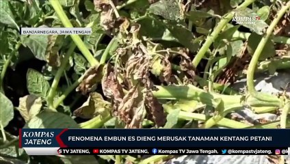 Fenomena Embun Es Dieng Merusak Tanaman Kentang Petani