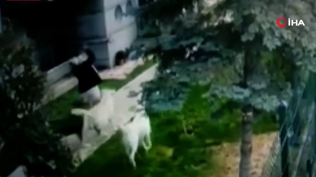 Le problème des chiens errants en Turquie s'aggrave ! Avertissement aux citoyens des États-Unis et du Royaume-Uni