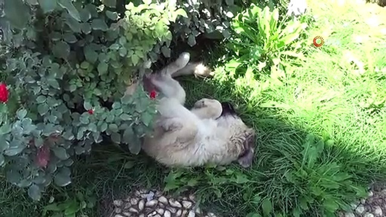 Les enfants submergés par les fortes chaleurs se sont rafraîchis en faisant une bataille d'eau