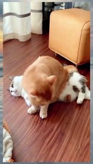 Funiest Cats Are Doing Their Jobs !!!!