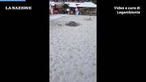 La tartaruga caretta caretta sulla spiaggia di Fetovaia all'Isola d'Elba