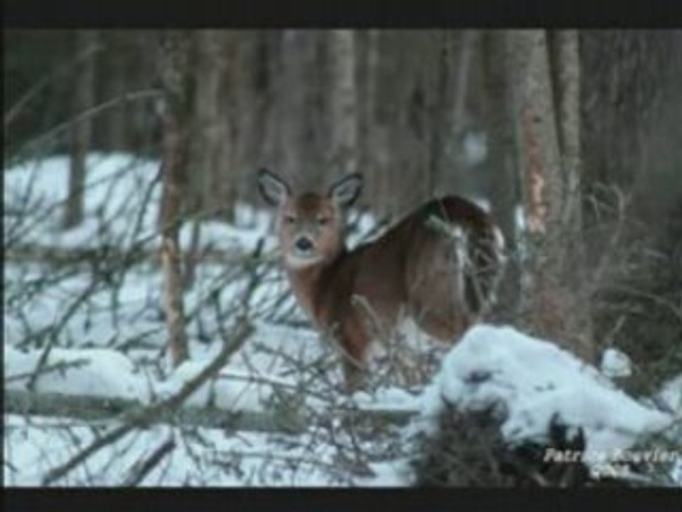 Video Sanctuaire d'Hiver du Cerf de Virginie