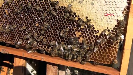 2,5 tonnes de miel produit à Erdemli