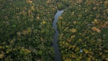 غابات الأمازون رئة العالم.. هل تنجح جهود الحفاظ عليها؟