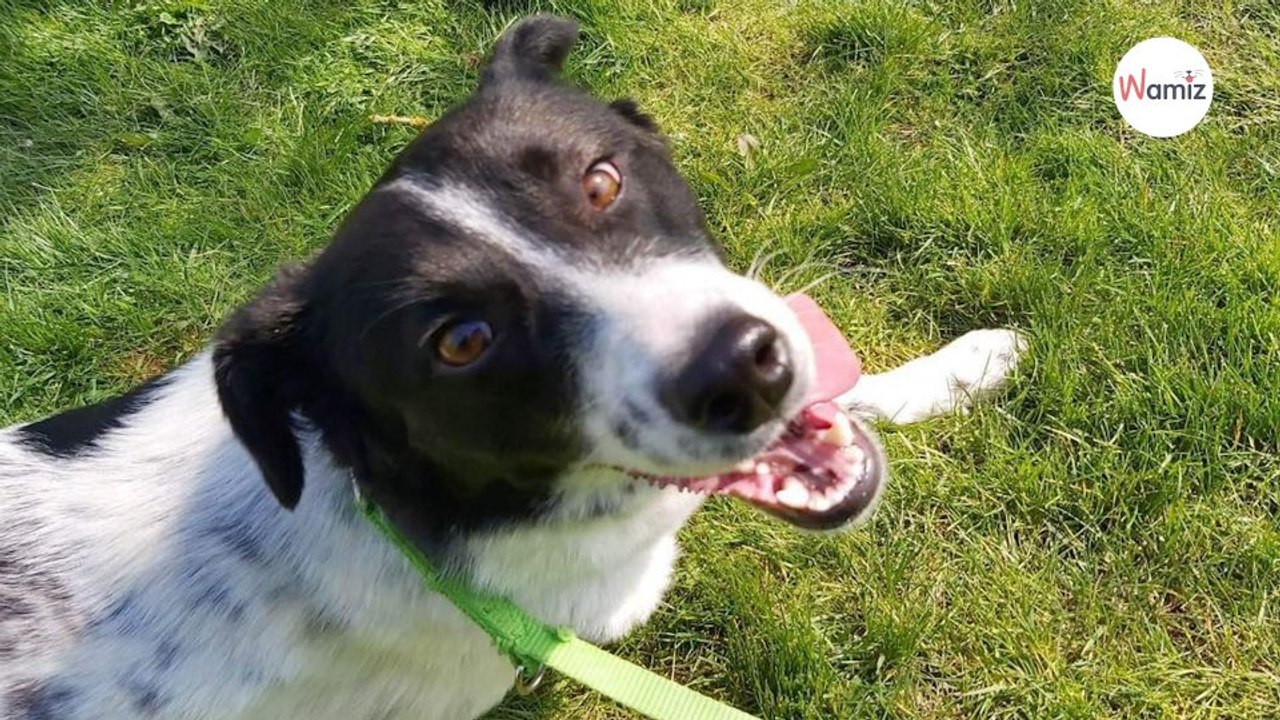 Obwohl Menschen dieser Hündin Schlimmes angetan haben, konnten sie ihr eine Sache nicht nehmen