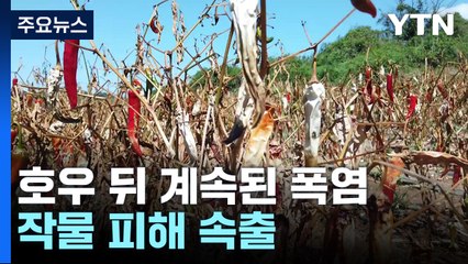 집중호우 뒤 계속되는 폭염...작물 피해 속출 / YTN