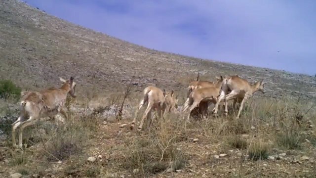 Anadolu yaban koyunu sürüsü fotokapana yakalandı