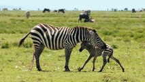 HUNTER BECOMES THE HUNTED _ Mother Zebra Save Her Newborn From Lion _ Giraffe vs Lion