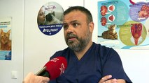 Veterinarios recalcan la importancia de mantener a los gatos hidratados