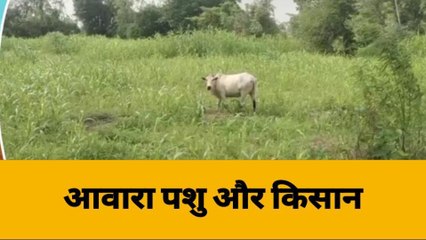 उन्नाव: आवारा पशुओं से किसान परेशान, फसलें हो रही है नष्ट