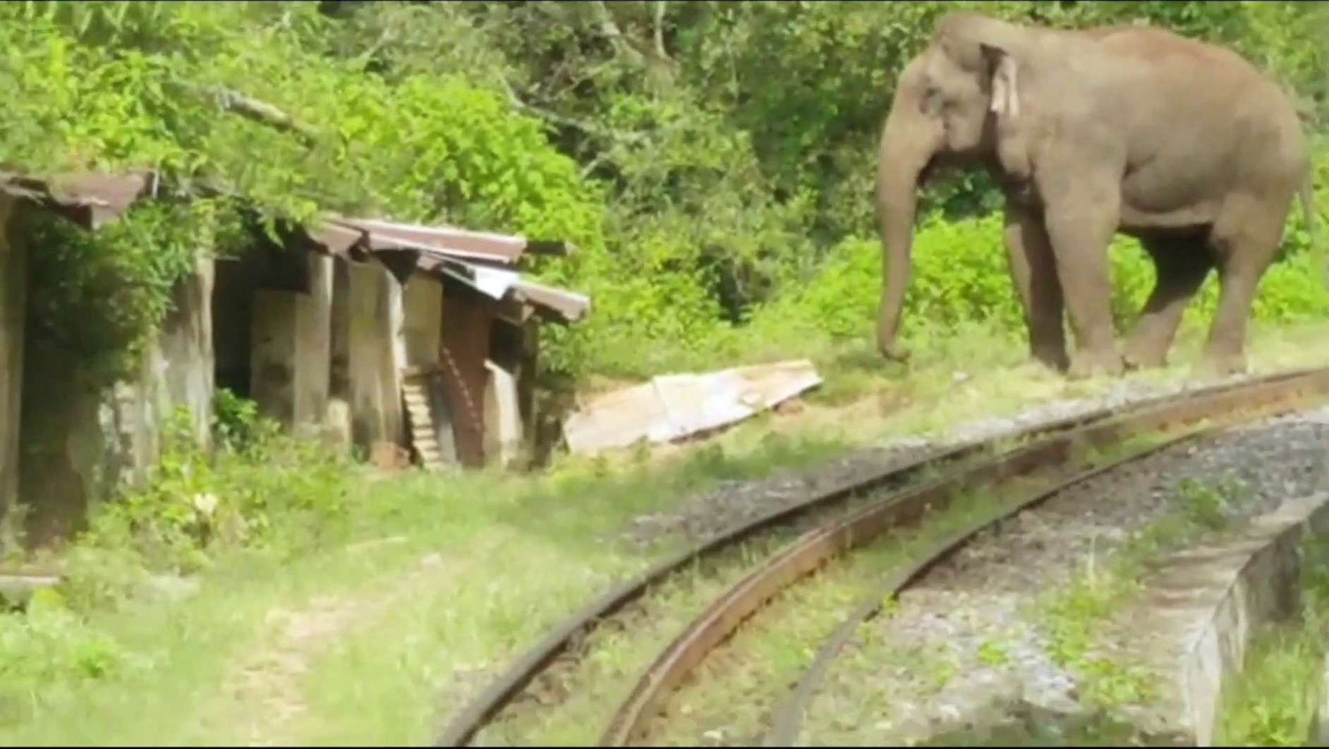 மலை ரயிலை வழிமறித்து சுற்றுலா பயணிகளுக்கு பாய் சொன்ன காட்டு யானை 