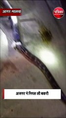 अजगर ने निगल ली बकरी