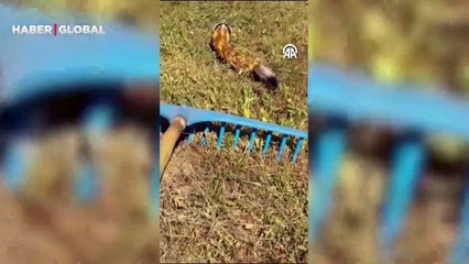 Tarlada gezinen sansarlar cep telefonuyla böyle görüntülendi