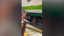 Watch: Escaped bear emerges from Iraqi Airways plane hold
