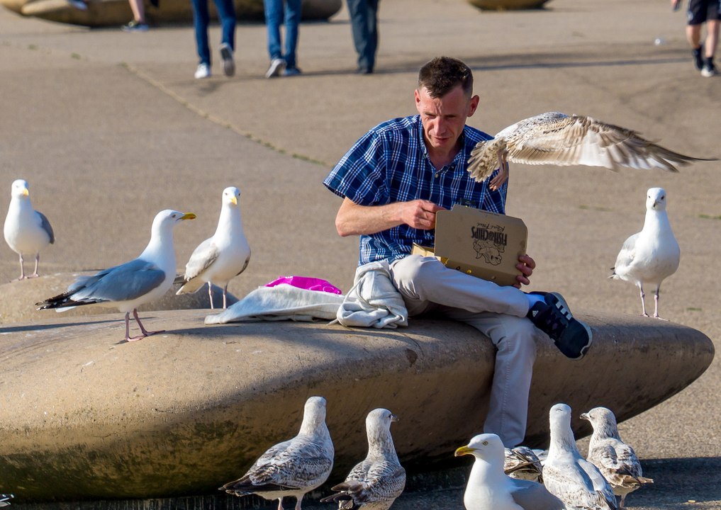 North west news update 8 August 2023: New warning over feeding seagulls