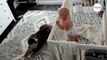 Baby wacht auf: Was der Hund macht, haut alle vom Hocker (Video)