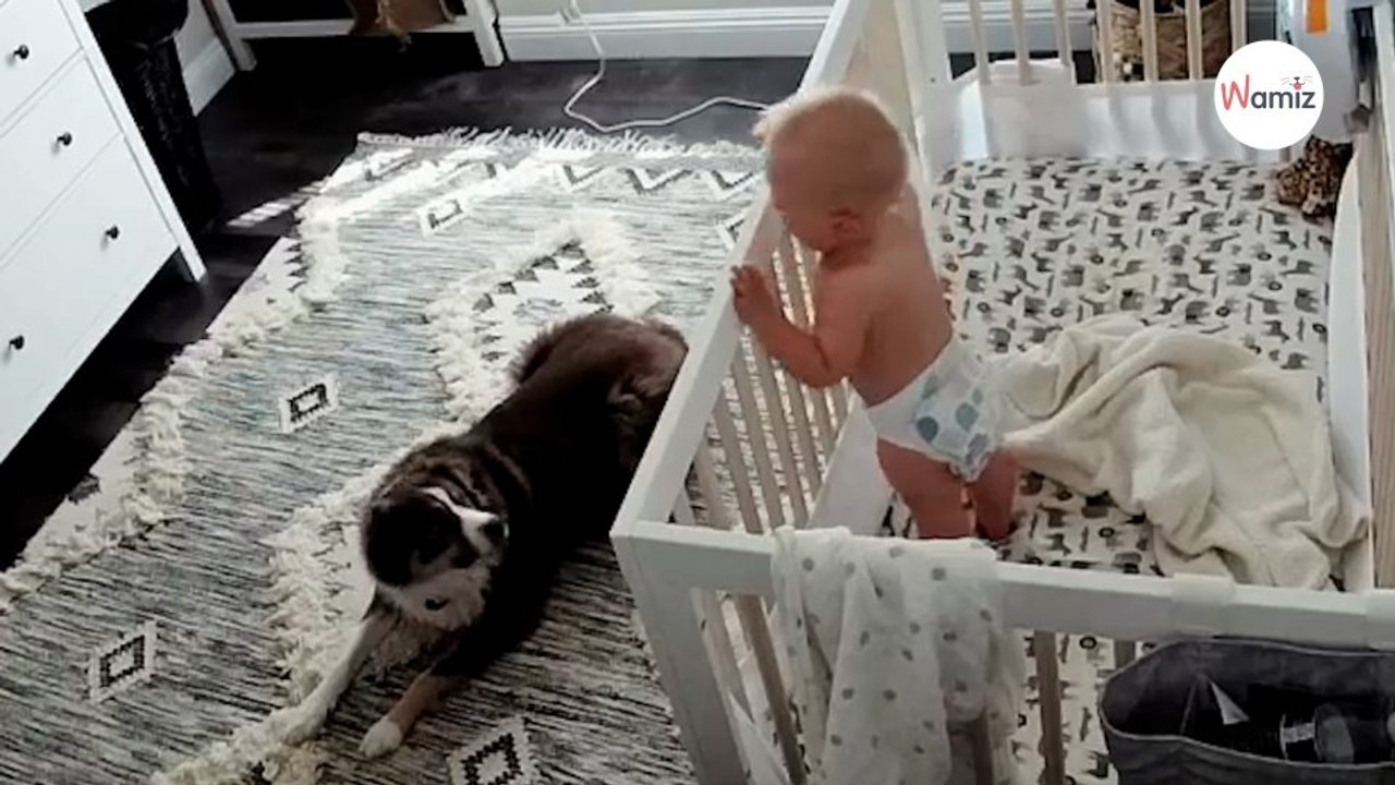 Baby wacht auf: Was der Hund macht, haut alle vom Hocker (Video)