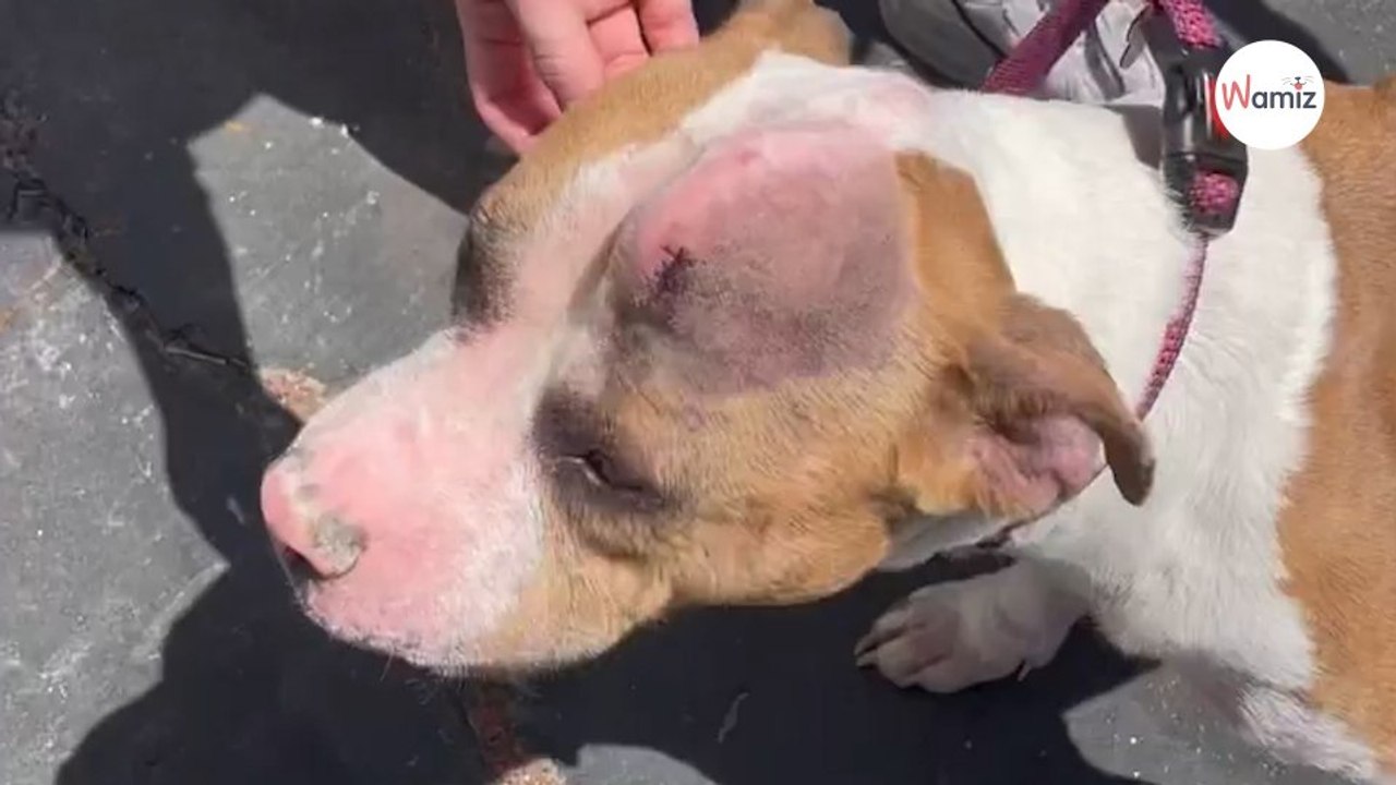 Ganz besondere „Einhorn-Hündin“ soll eingeschläfert werden bis das Schicksal zuschlägt