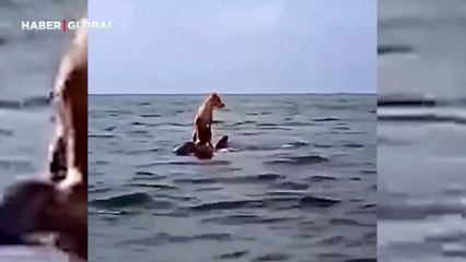Tekneden düşen köpeği denizden yunus böyle kurtardı!