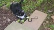 Crazy cat taunts and toys with poor black snake after hunting it down