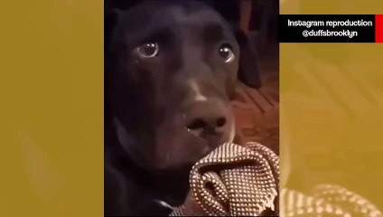 Vídeo hilário: cão pede ajuda de humano para exorcizar gato endemoniado