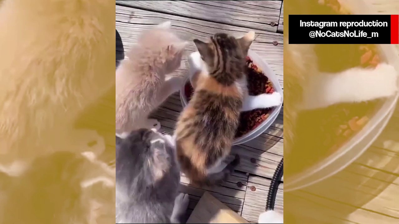 Vídeo hilário: gatinho extremamente guloso deixa seus irmãos sem ração