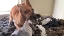 Naughty Pup DESTROYS His Dog Bed