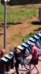 İstanbul'un göbeğinde kan donduran görüntü! Tasmasız gezdirilen köpek dehşet saçtı