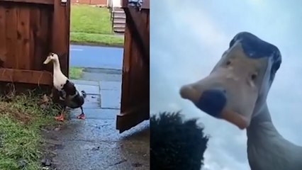 Naughty Pet Duck Keeps Escaping and Causing Chaos!