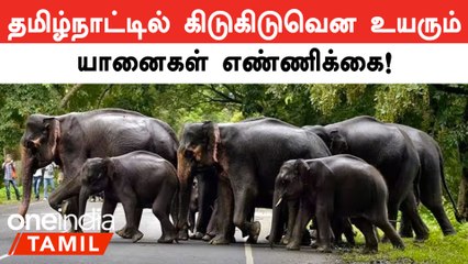 கடந்த ஆறு ஆண்டுகளில் யானைகளின் எண்ணிக்கை உயர்ந்திருப்பதாக கணக்கெடுப்பில் தகவல் | Elephant Survey